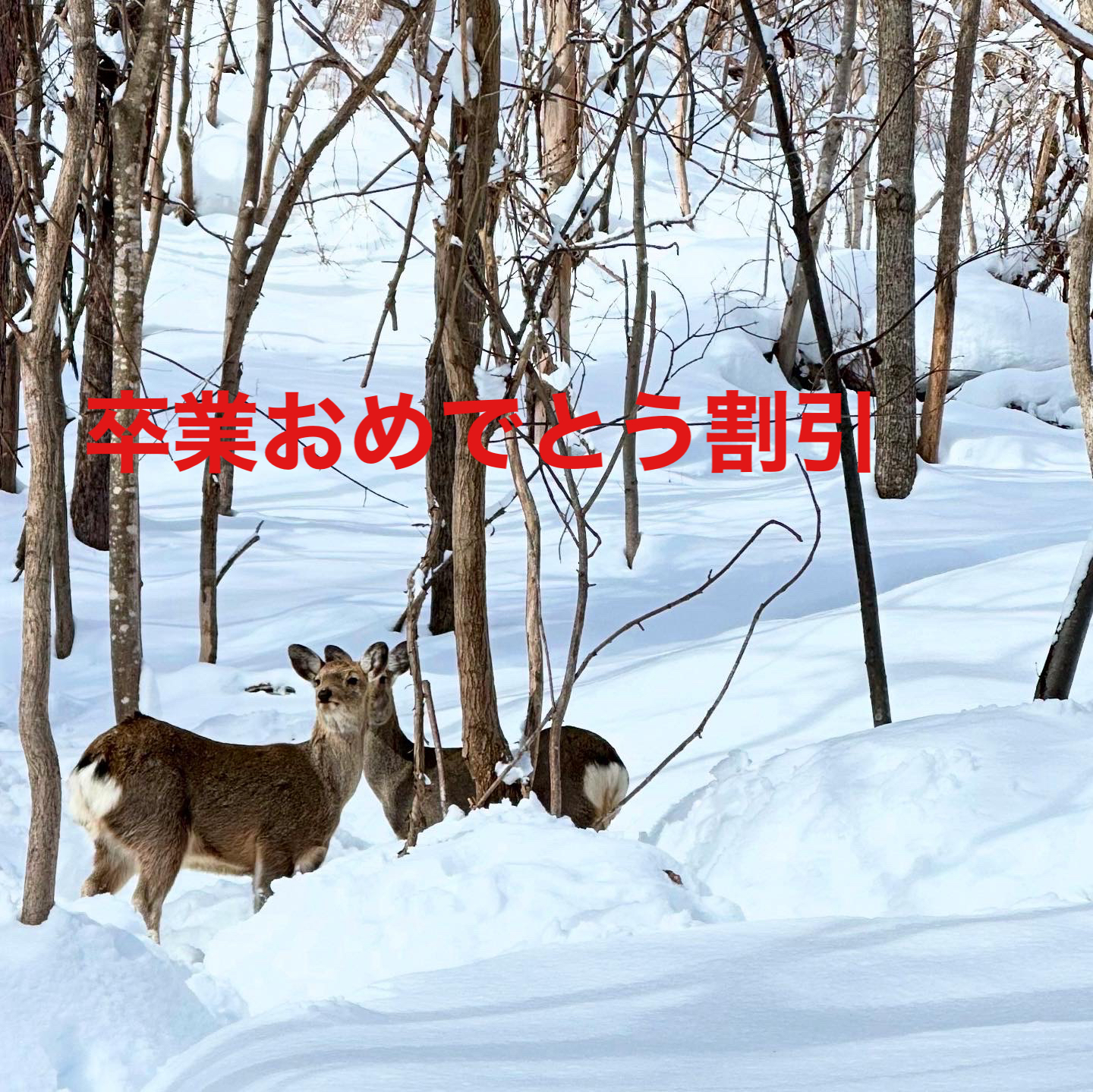 ワンダーランドサッポロ | 北海道 | 札幌 | Wonderland Sapporo